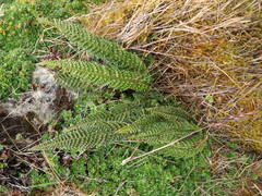 Polystichum orbiculatum