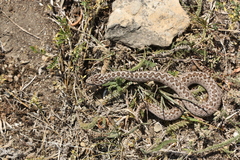 Vipera renardi