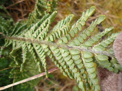 Polystichum orbiculatum