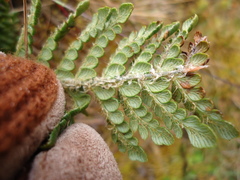 Polystichum orbiculatum image