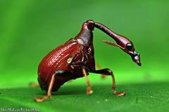 Paracycnotrachelus