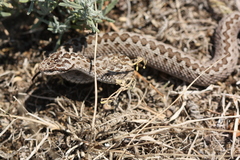 Vipera renardi