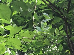 Lonicera dioica