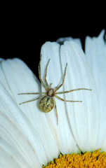 Philodromus cespitum