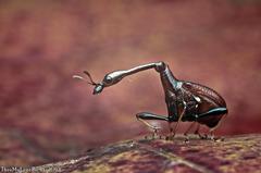 Paracycnotrachelus