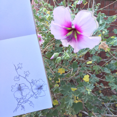 Malva subovata bicolor