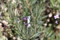 Euchloe eversi