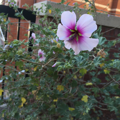 Malva subovata bicolor