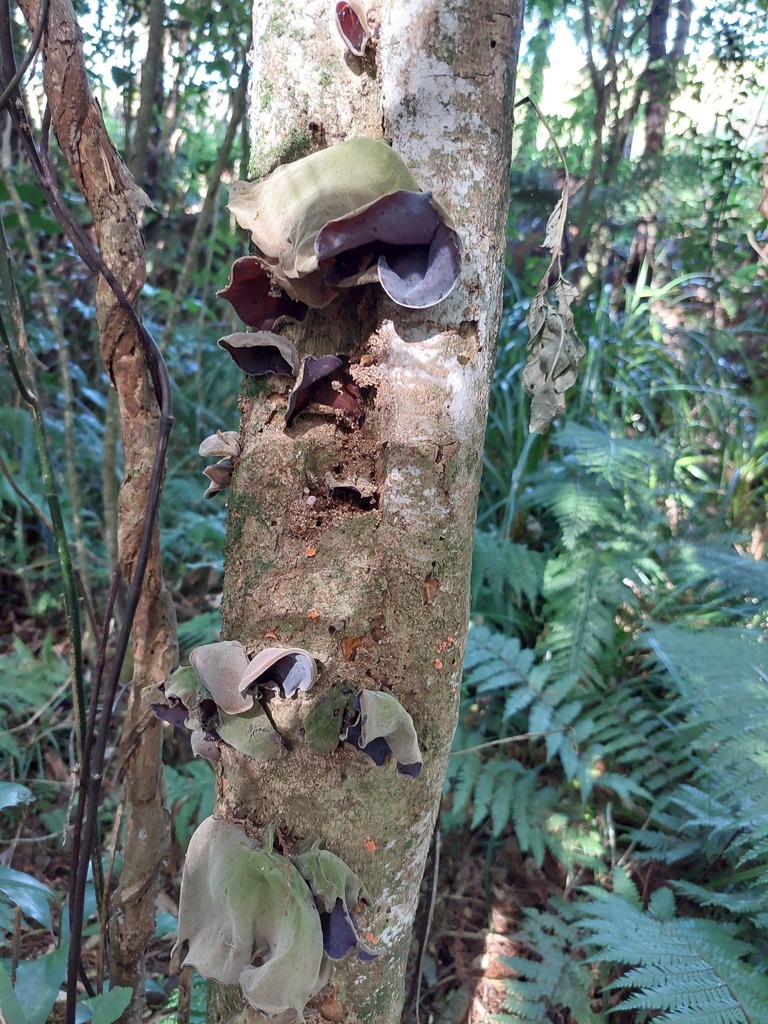Auricularia cornea · April 2025 · photo: © catchwords (iNaturalist, cc-by)