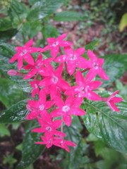 Pentas lanceolata