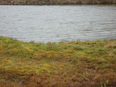 Cinclodes albidiventris