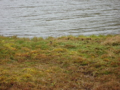 Cinclodes albidiventris