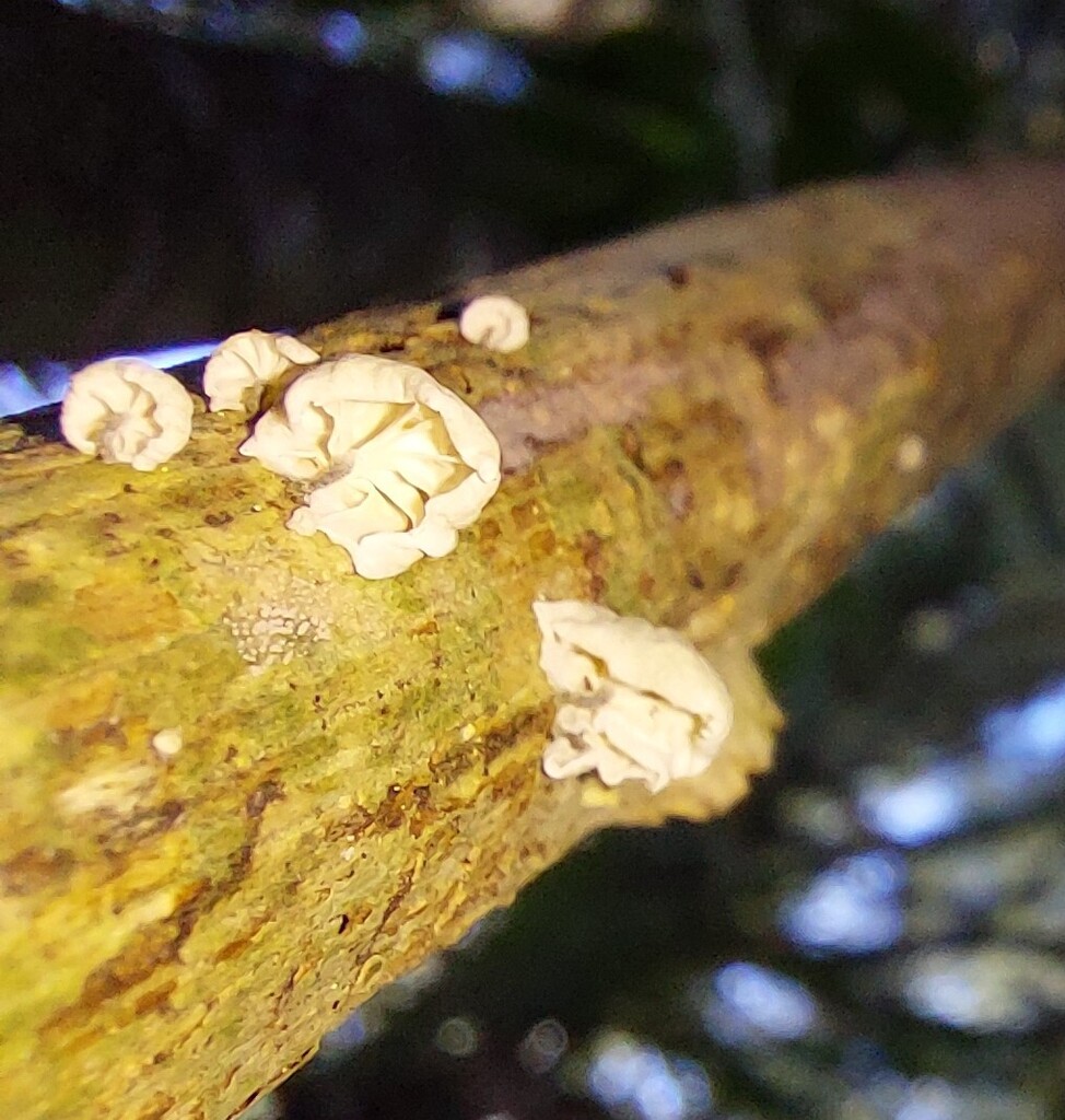 Campanella tristis