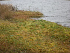 Cinclodes albidiventris