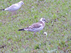 Chroicocephalus ridibundus