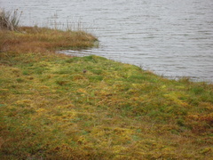 Cinclodes albidiventris