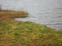 Cinclodes albidiventris