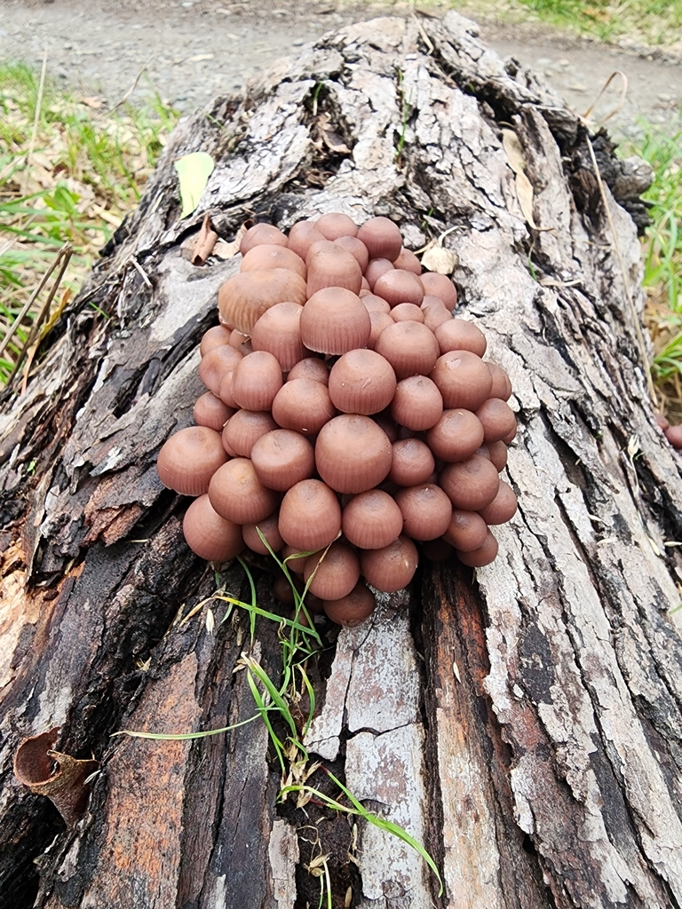 Mycena clarkeana · May 2025 · photo: © nicnation (iNaturalist, cc-by)