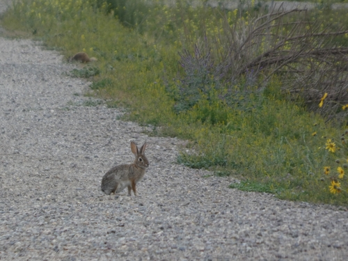 iNaturalist observation photo of Desert Cottontail