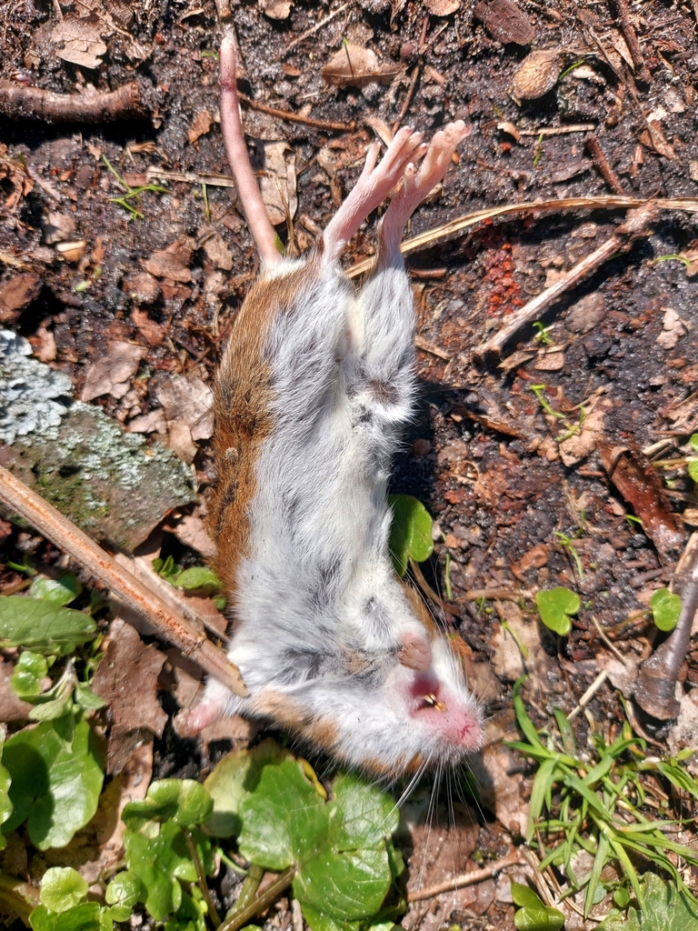 Herb Field Mouse