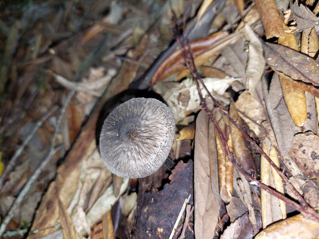 Pluteus velutinornatus · April 2025 · photo: © catchwords (iNaturalist, cc-by)