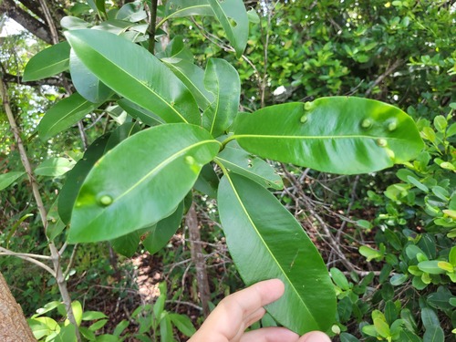 Foto de Abaneiro