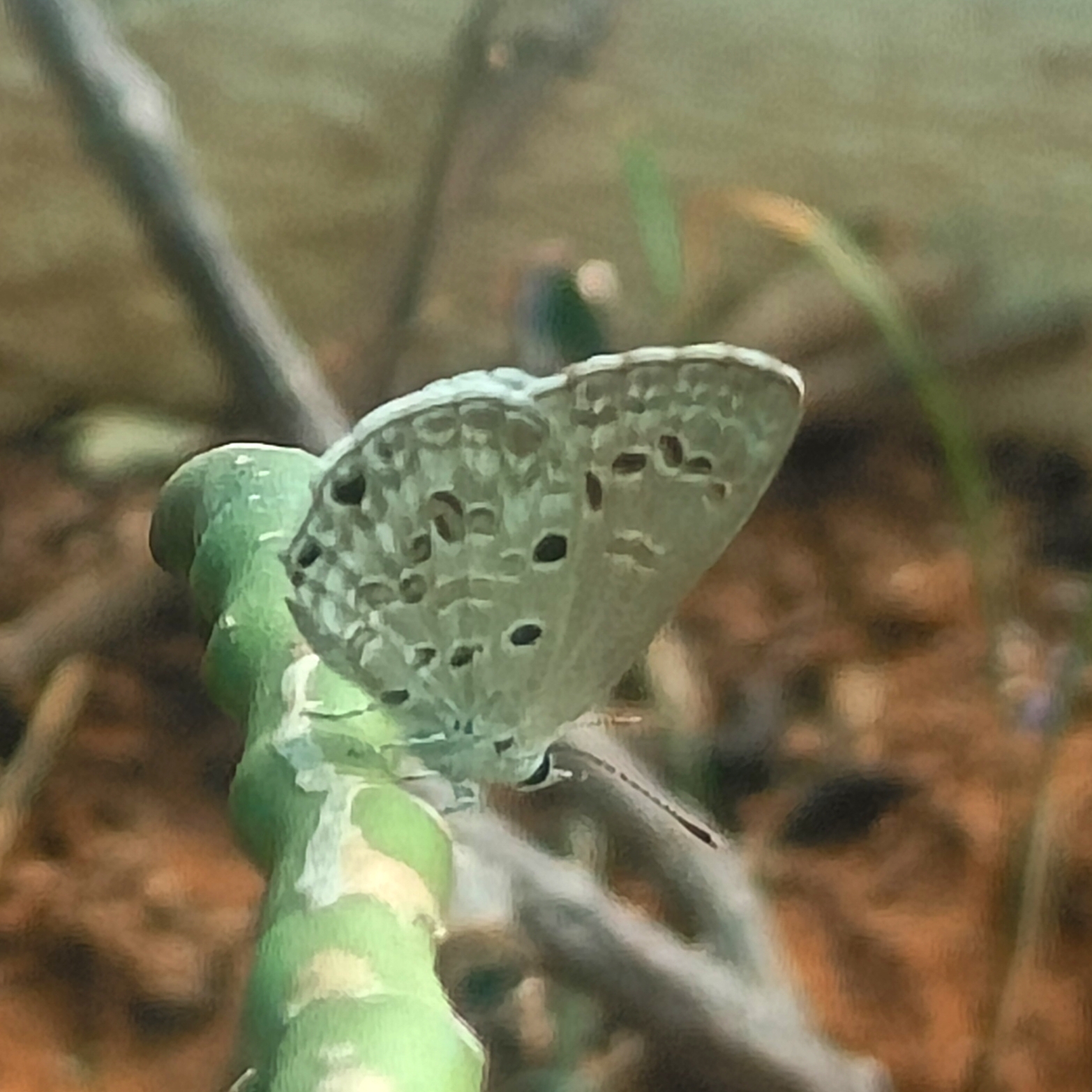 Lime Blue