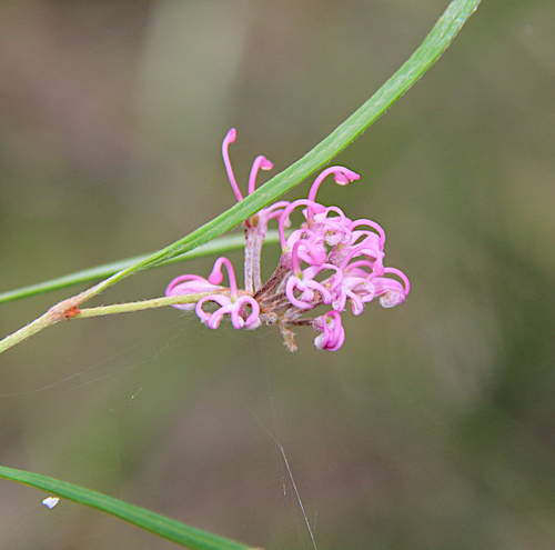 Grevillea reptans Makinson