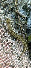 Caspian Golden Loach photo 1