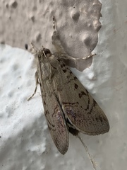 Litoprosopus futilis