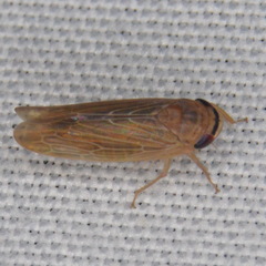 Chlorotettix necopinus