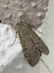 Litoprosopus futilis