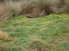 Cinclodes albidiventris