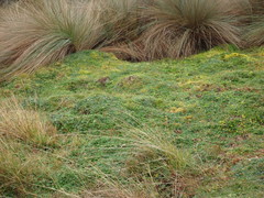 Cinclodes albidiventris