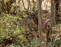 Cervus elaphus elaphus