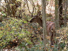 Cervus elaphus elaphus