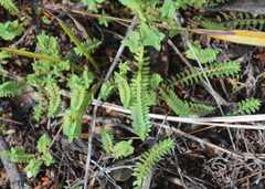 Pimelea xenica