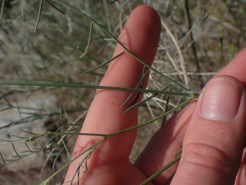 Image of Astragalus filipes by no rights reserved