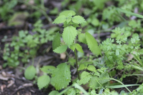 Image of Western nettle by no rights reserved