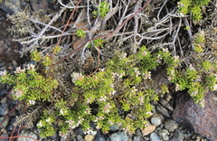Cassinia amoena
