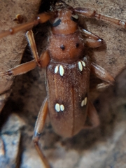 Eburia