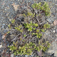 Cassinia amoena