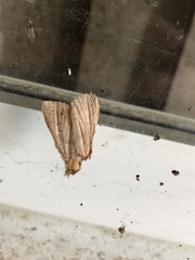 Macrochilo orciferalis