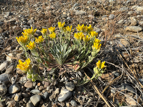 Geyer's twinpod (Physaria geyeri)