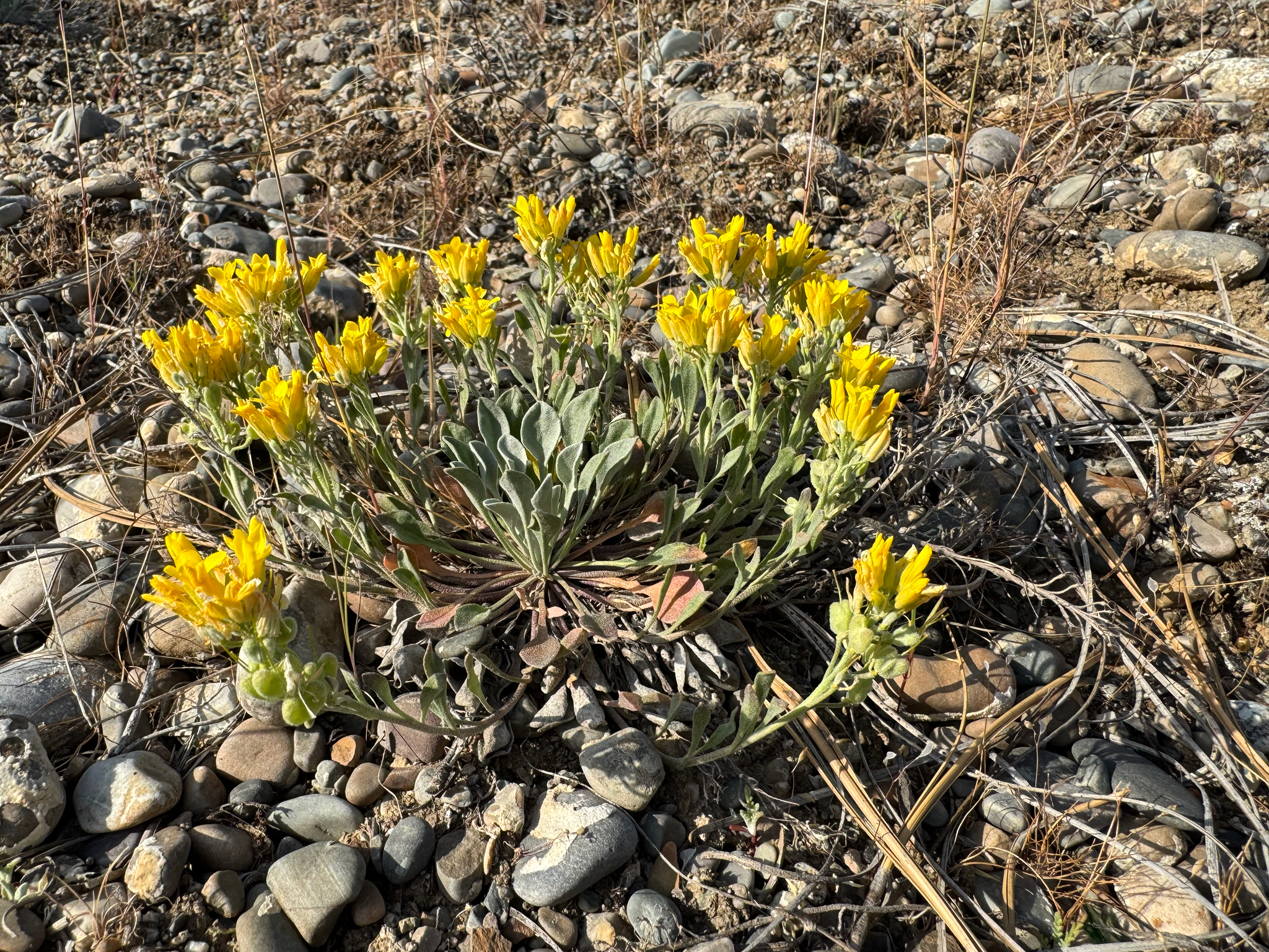 Physaria geyeri