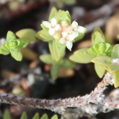 Pimelea urvilleana