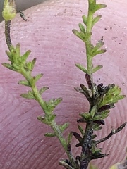 Jamesbrittenia aspalathoides