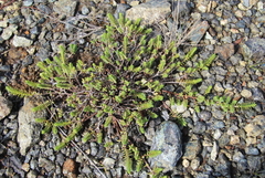 Pimelea urvilleana
