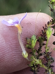 Jamesbrittenia aspalathoides