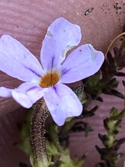 Jamesbrittenia aspalathoides